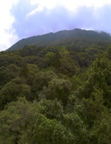 島しょ